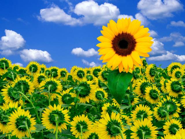 foto bunga matahari